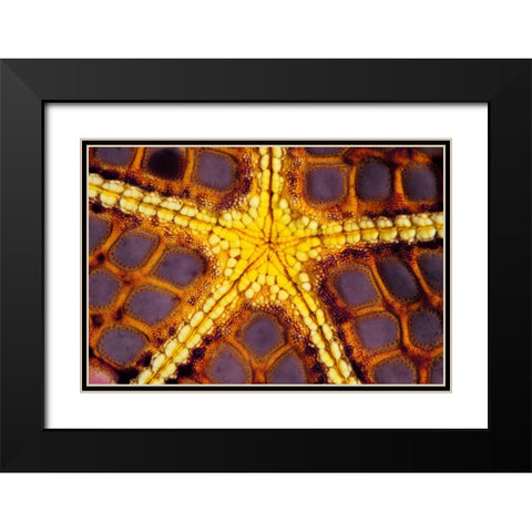 Purple Star - Wakatoobi, Indonesia Black Modern Wood Framed Art Print with Double Matting by Factor, Beverly
