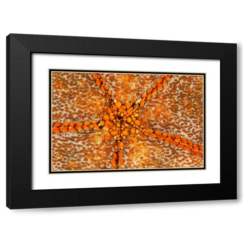 Orange Star - N. Sulawesi, Indonesia Black Modern Wood Framed Art Print with Double Matting by Factor, Beverly