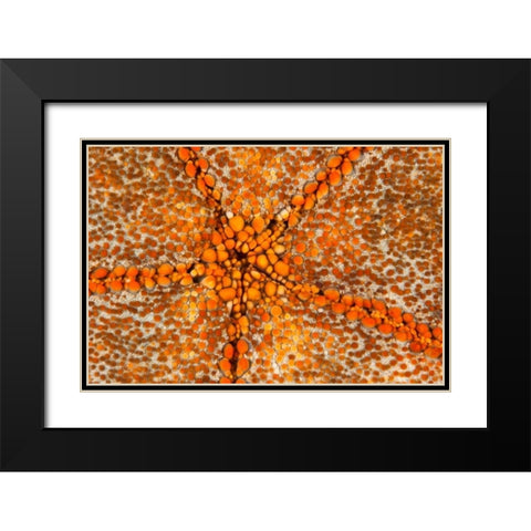 Orange Star - N. Sulawesi, Indonesia Black Modern Wood Framed Art Print with Double Matting by Factor, Beverly