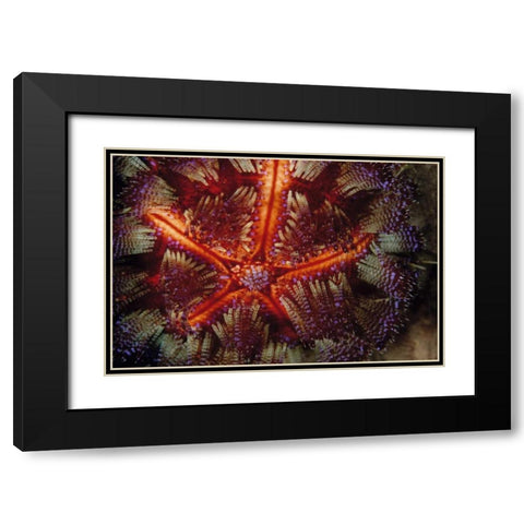 Star Power - Indonesia Black Modern Wood Framed Art Print with Double Matting by Factor, Beverly