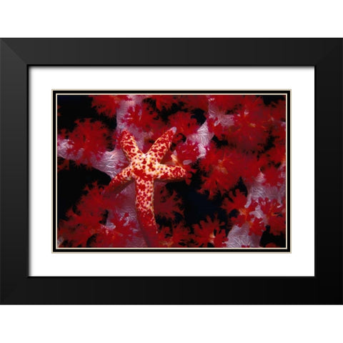 Red Star - Nusa Kode, Indonesia Black Modern Wood Framed Art Print with Double Matting by Factor, Beverly