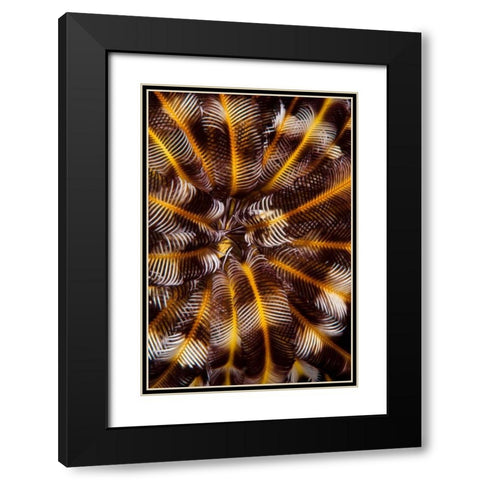 Feather Treasure - N. Sulawesi, Indonesia Black Modern Wood Framed Art Print with Double Matting by Factor, Beverly