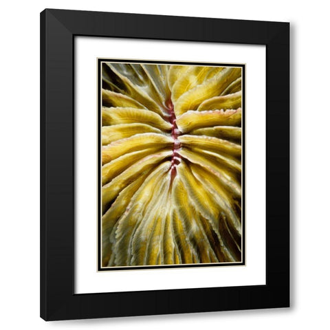 Enticing - Thailand Black Modern Wood Framed Art Print with Double Matting by Factor, Beverly