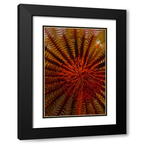 Destiny - S. Raja Ampat, Indonesia Black Modern Wood Framed Art Print with Double Matting by Factor, Beverly