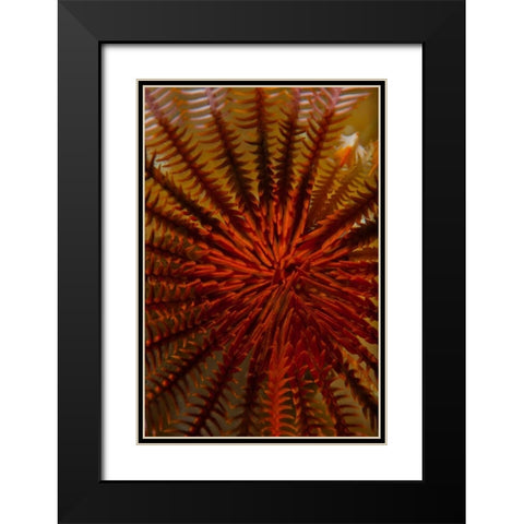Destiny - S. Raja Ampat, Indonesia Black Modern Wood Framed Art Print with Double Matting by Factor, Beverly