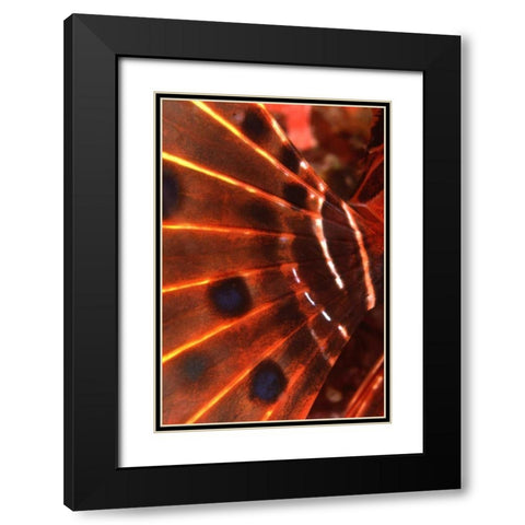 Flaming Flyer - Palau, Micronesia Black Modern Wood Framed Art Print with Double Matting by Factor, Beverly