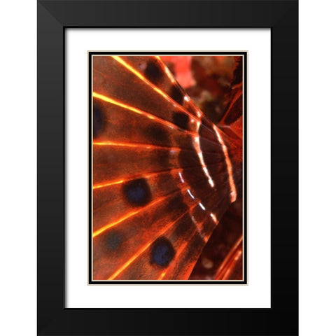 Flaming Flyer - Palau, Micronesia Black Modern Wood Framed Art Print with Double Matting by Factor, Beverly