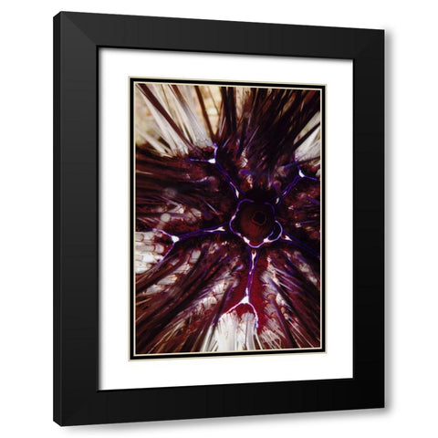 Passion Flower - Thailand Black Modern Wood Framed Art Print with Double Matting by Factor, Beverly