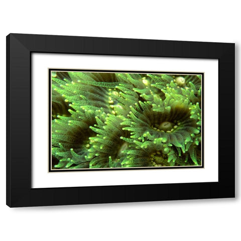 Tender Moment - Indonesia Black Modern Wood Framed Art Print with Double Matting by Factor, Beverly