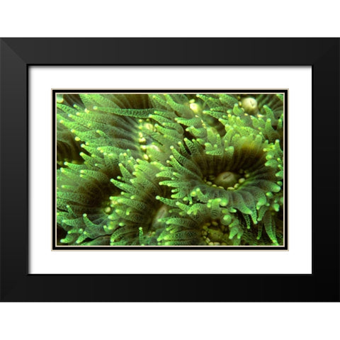 Tender Moment - Indonesia Black Modern Wood Framed Art Print with Double Matting by Factor, Beverly