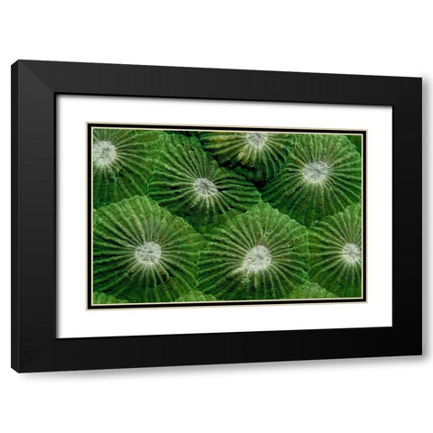 Greenlicious - Thailand Black Modern Wood Framed Art Print with Double Matting by Factor, Beverly