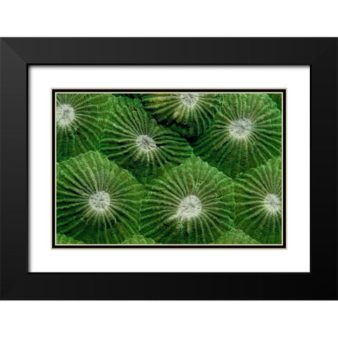 Greenlicious - Thailand Black Modern Wood Framed Art Print with Double Matting by Factor, Beverly