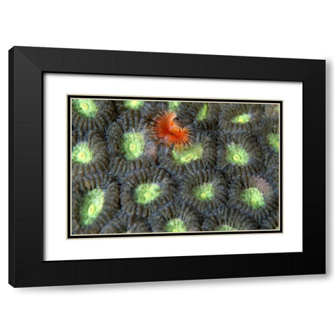Red Surprise - Indonesia Black Modern Wood Framed Art Print with Double Matting by Factor, Beverly