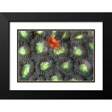 Red Surprise - Indonesia Black Modern Wood Framed Art Print with Double Matting by Factor, Beverly