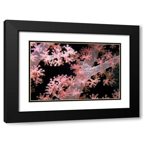 Delicately Pink - Vatu Passage, Fiji Black Modern Wood Framed Art Print with Double Matting by Factor, Beverly
