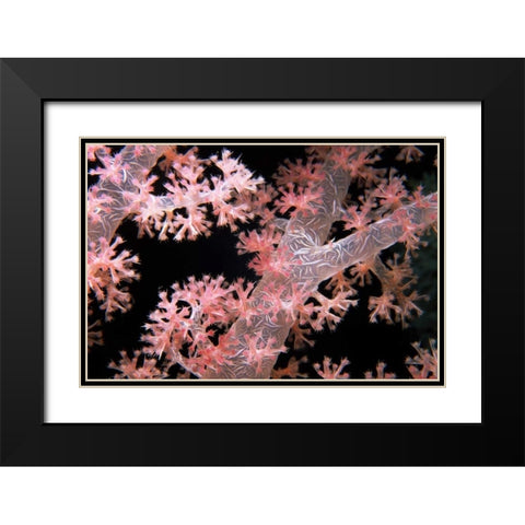 Delicately Pink - Vatu Passage, Fiji Black Modern Wood Framed Art Print with Double Matting by Factor, Beverly