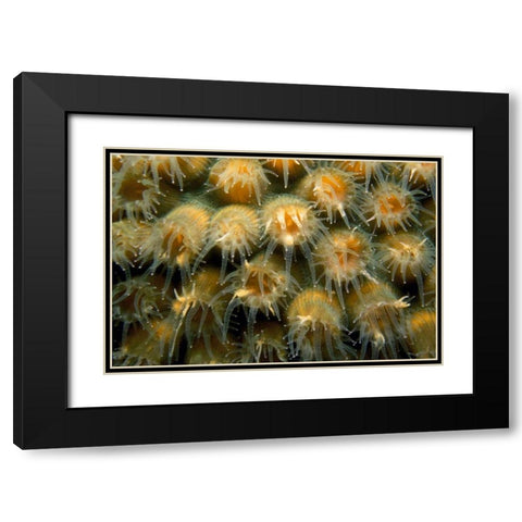 Tender Passion - Negril, Jamaica Black Modern Wood Framed Art Print with Double Matting by Factor, Beverly