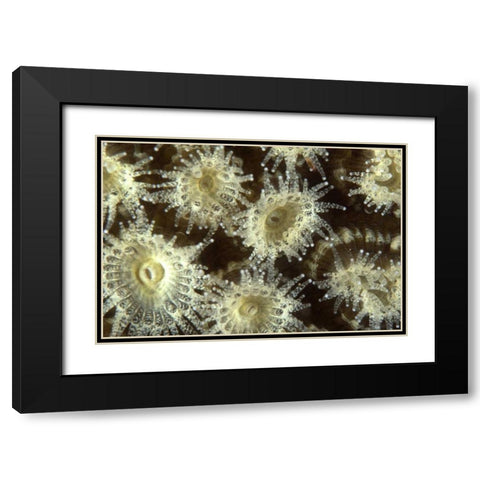 Shower Flower - Central Raja Ampat, Indonesia Black Modern Wood Framed Art Print with Double Matting by Factor, Beverly