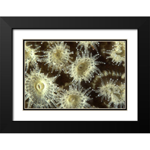Shower Flower - Central Raja Ampat, Indonesia Black Modern Wood Framed Art Print with Double Matting by Factor, Beverly