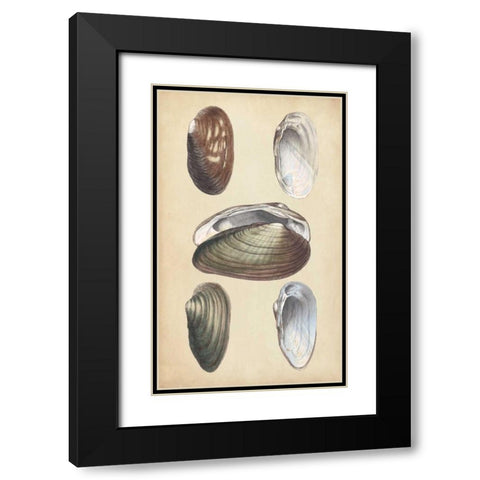 Marine Bivalves I Black Modern Wood Framed Art Print with Double Matting by Wood