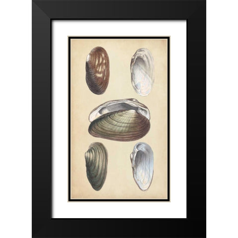 Marine Bivalves I Black Modern Wood Framed Art Print with Double Matting by Wood