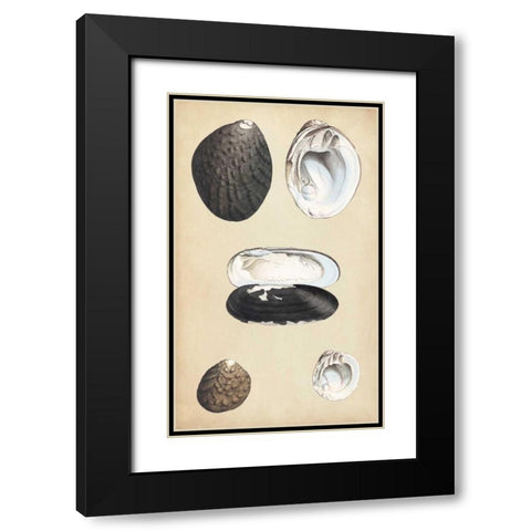 Marine Bivalves II Black Modern Wood Framed Art Print with Double Matting by Wood