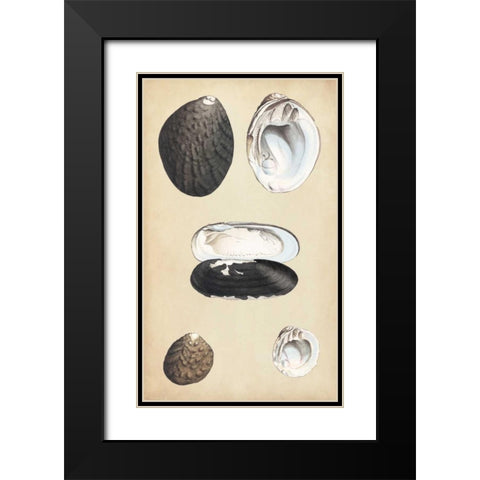 Marine Bivalves II Black Modern Wood Framed Art Print with Double Matting by Wood