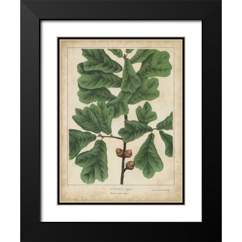 Oak Leaves and Acorns I Black Modern Wood Framed Art Print with Double Matting by Torrey, John