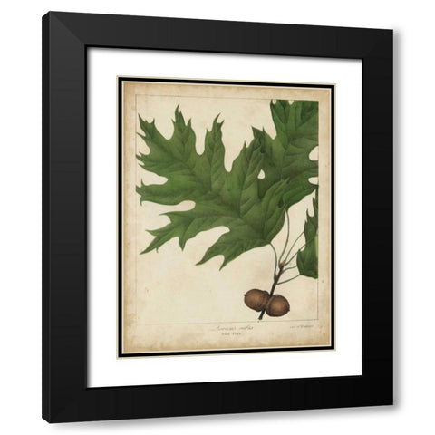 Oak Leaves and Acorns II Black Modern Wood Framed Art Print with Double Matting by Torrey, John