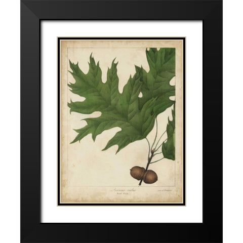 Oak Leaves and Acorns II Black Modern Wood Framed Art Print with Double Matting by Torrey, John