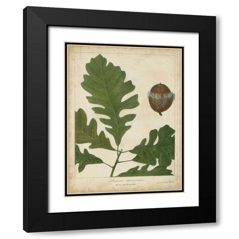 Oak Leaves and Acorns III Black Modern Wood Framed Art Print with Double Matting by Torrey, John