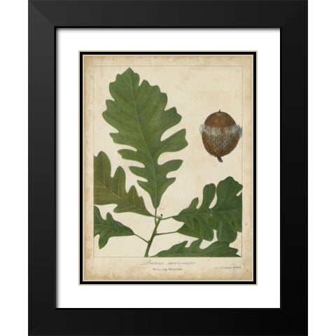 Oak Leaves and Acorns III Black Modern Wood Framed Art Print with Double Matting by Torrey, John