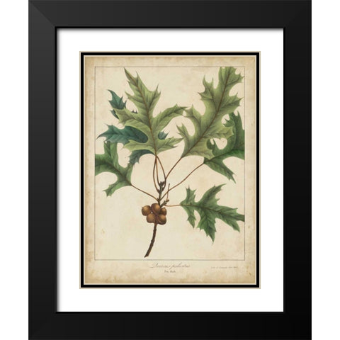 Oak Leaves and Acorns IV Black Modern Wood Framed Art Print with Double Matting by Torrey, John