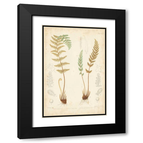 Fern Study I Black Modern Wood Framed Art Print with Double Matting by Vision Studio