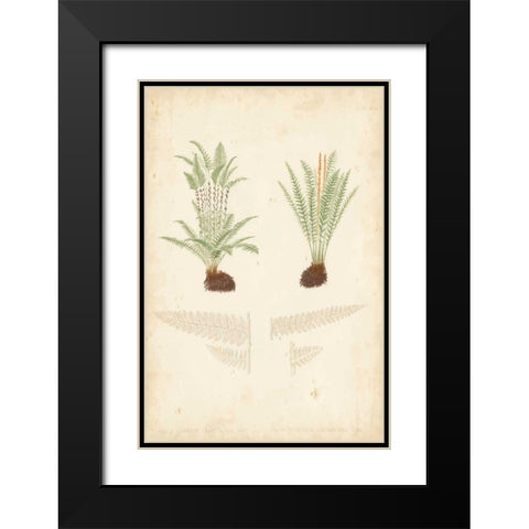 Fern Study III Black Modern Wood Framed Art Print with Double Matting by Vision Studio