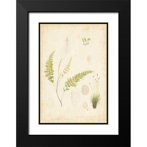 Fern Study IV Black Modern Wood Framed Art Print with Double Matting by Vision Studio