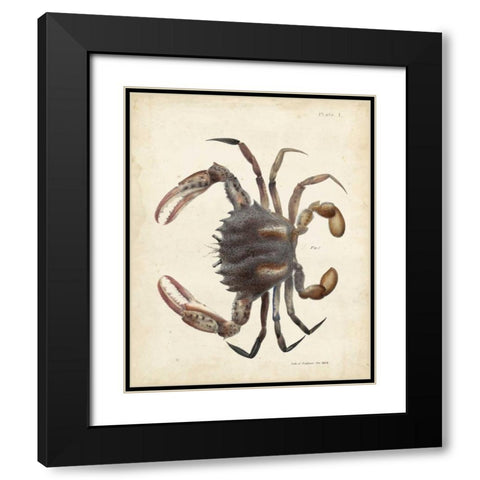 Vintage Crab I Black Modern Wood Framed Art Print with Double Matting by Dekay