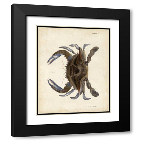 Vintage Crab II Black Modern Wood Framed Art Print with Double Matting by Dekay