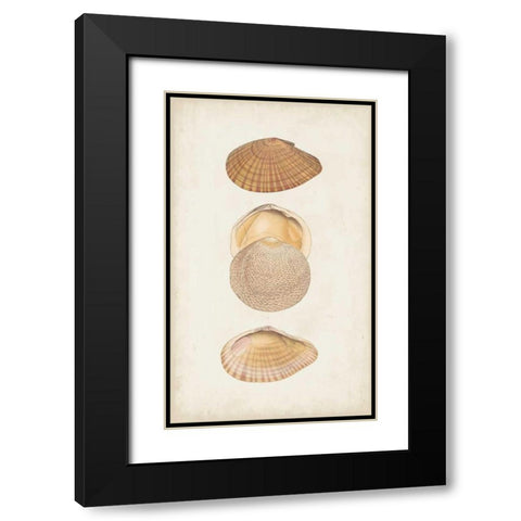 Antiquarian Shell Study I Black Modern Wood Framed Art Print with Double Matting by Vision Studio