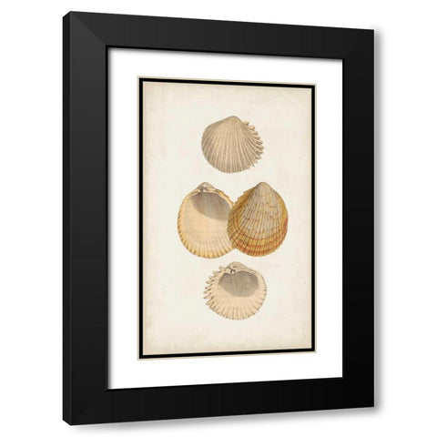 Antiquarian Shell Study II Black Modern Wood Framed Art Print with Double Matting by Vision Studio