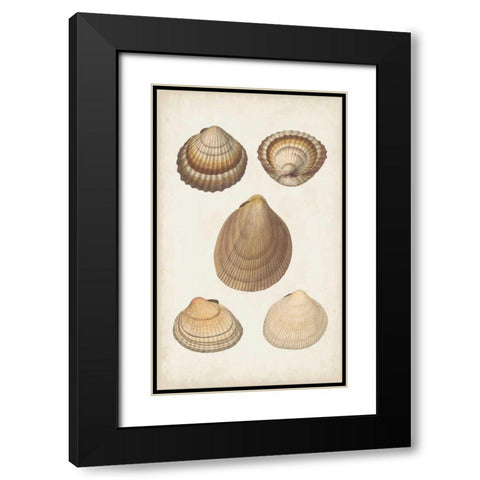 Antiquarian Shell Study III Black Modern Wood Framed Art Print with Double Matting by Vision Studio