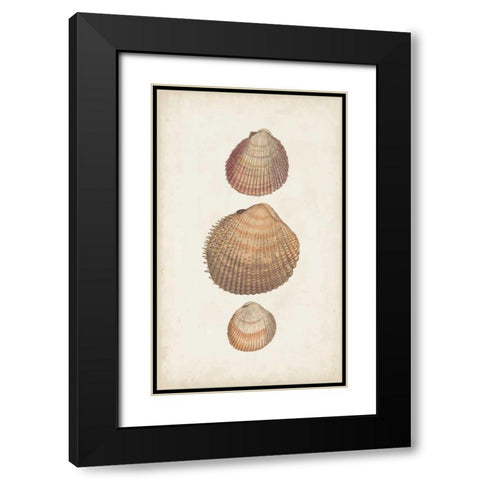Antiquarian Shell Study IV Black Modern Wood Framed Art Print with Double Matting by Vision Studio
