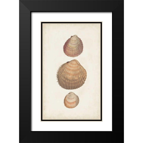 Antiquarian Shell Study IV Black Modern Wood Framed Art Print with Double Matting by Vision Studio