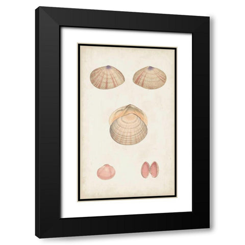 Antiquarian Shell Study V Black Modern Wood Framed Art Print with Double Matting by Vision Studio