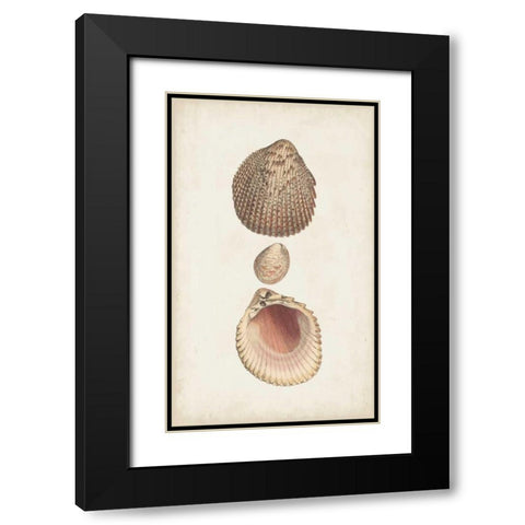 Antiquarian Shell Study VI Black Modern Wood Framed Art Print with Double Matting by Vision Studio