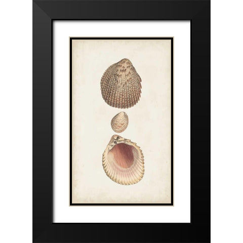 Antiquarian Shell Study VI Black Modern Wood Framed Art Print with Double Matting by Vision Studio