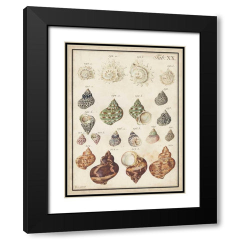 Seashell Synopsis I Black Modern Wood Framed Art Print with Double Matting by Vision Studio