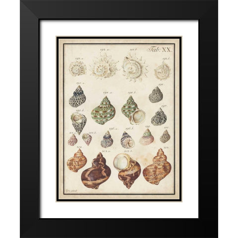 Seashell Synopsis I Black Modern Wood Framed Art Print with Double Matting by Vision Studio