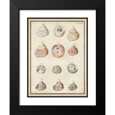 Seashell Synopsis II Black Modern Wood Framed Art Print with Double Matting by Vision Studio