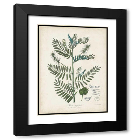Flowering Flora I Black Modern Wood Framed Art Print with Double Matting by Torrey, John